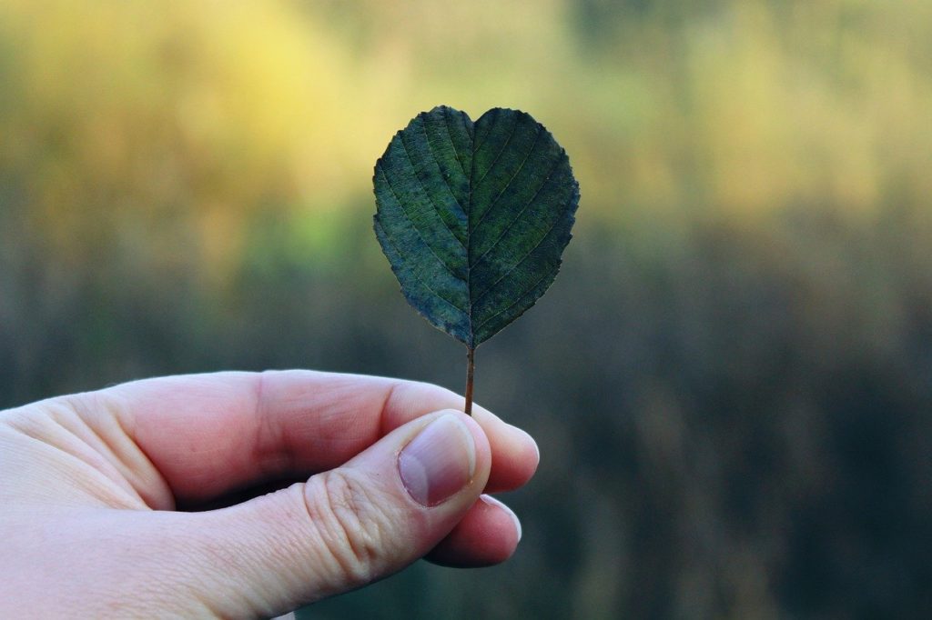 hand, leaf, autumn